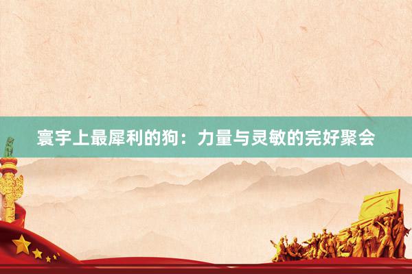 寰宇上最犀利的狗：力量与灵敏的完好聚会